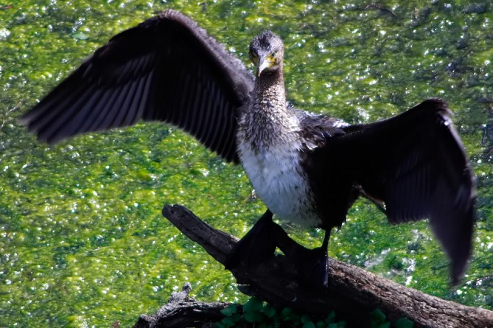 Cormorán secando las alas II